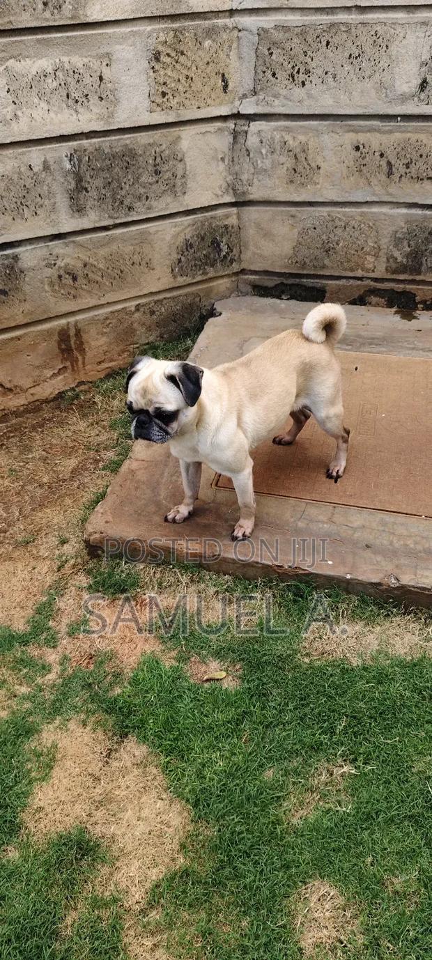 1+ year Female Purebred Pug - thumbnail 4