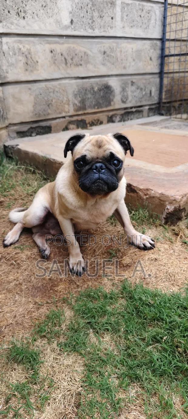 1+ year Male Purebred Pug - thumbnail 2