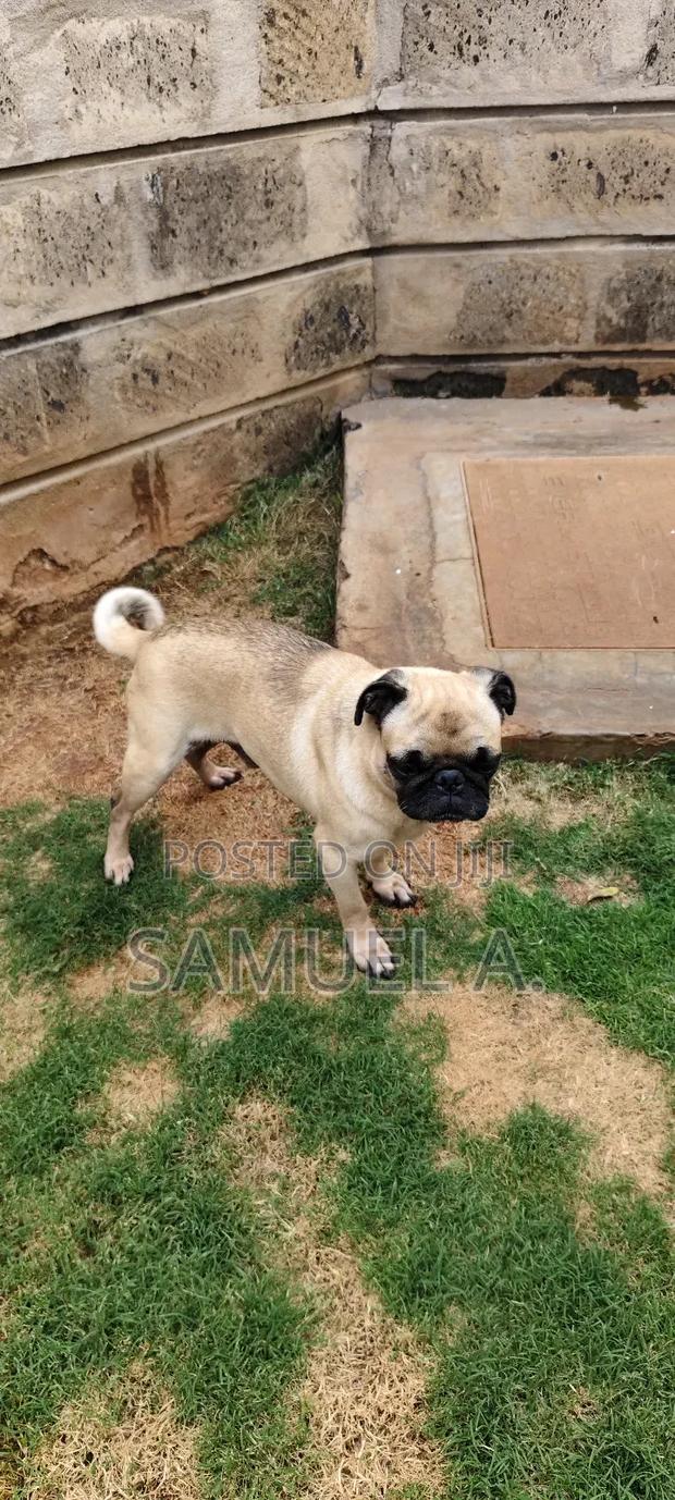 1+ year Male Purebred Pug - thumbnail 3