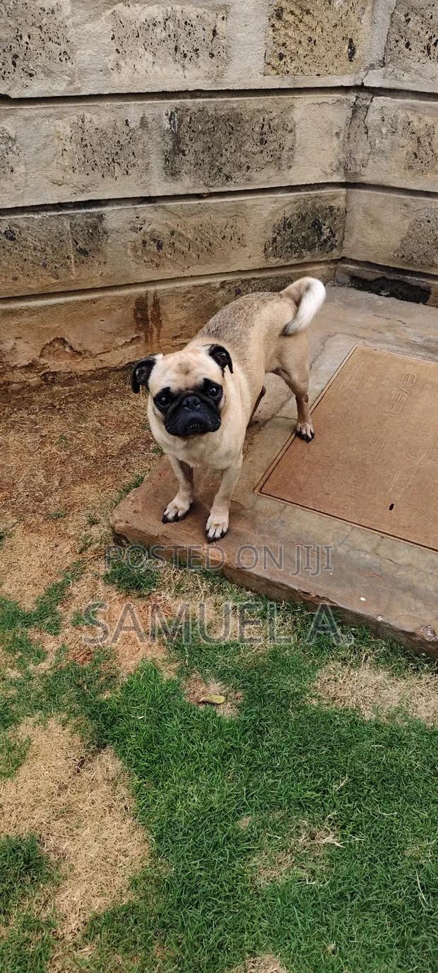 1+ year Male Purebred Pug - thumbnail 4