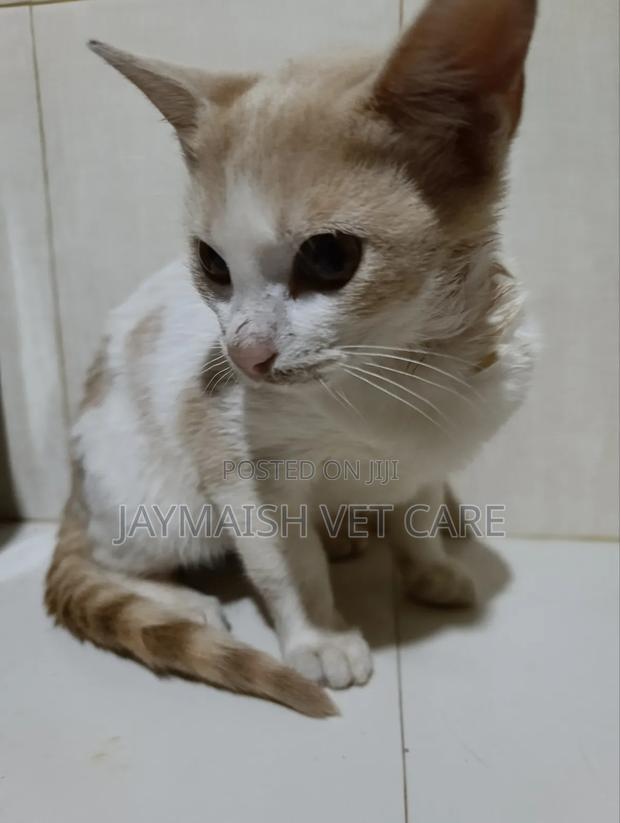 3-6 months Male Purebred Tabby - thumbnail 3