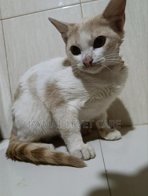 3-6 months Male Purebred Tabby - thumbnail 5