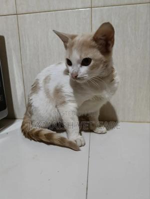 3-6 months Male Purebred Tabby - thumbnail 2