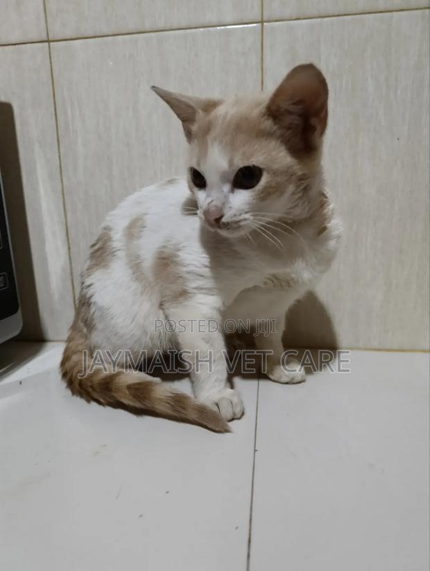 3-6 months Male Purebred Tabby - main view