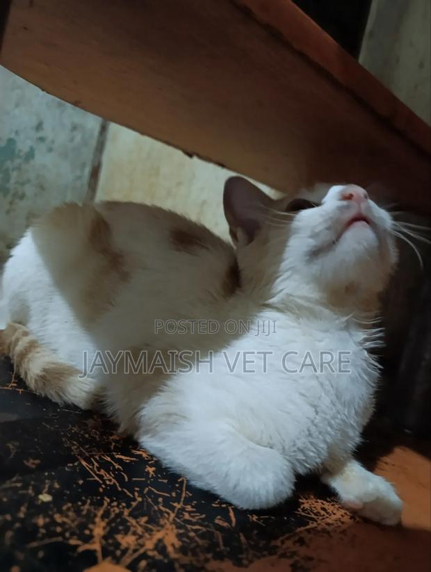 3-6 months Male Purebred Tabby - thumbnail 7