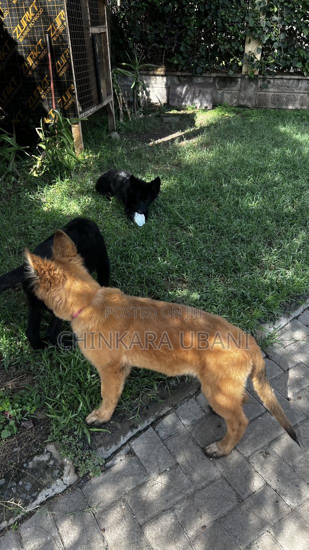 3-6 months Male Purebred German Shepherd - thumbnail 10