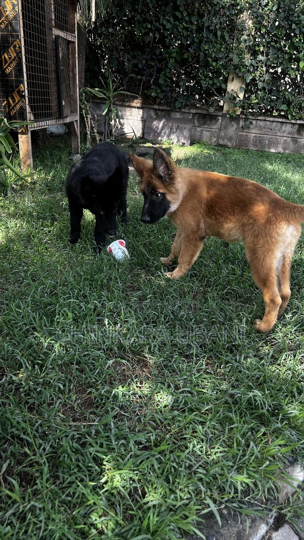 3-6 months Male Purebred German Shepherd - thumbnail 11