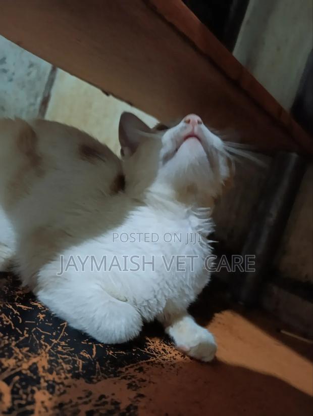 3-6 months Male Purebred Tabby - thumbnail 11