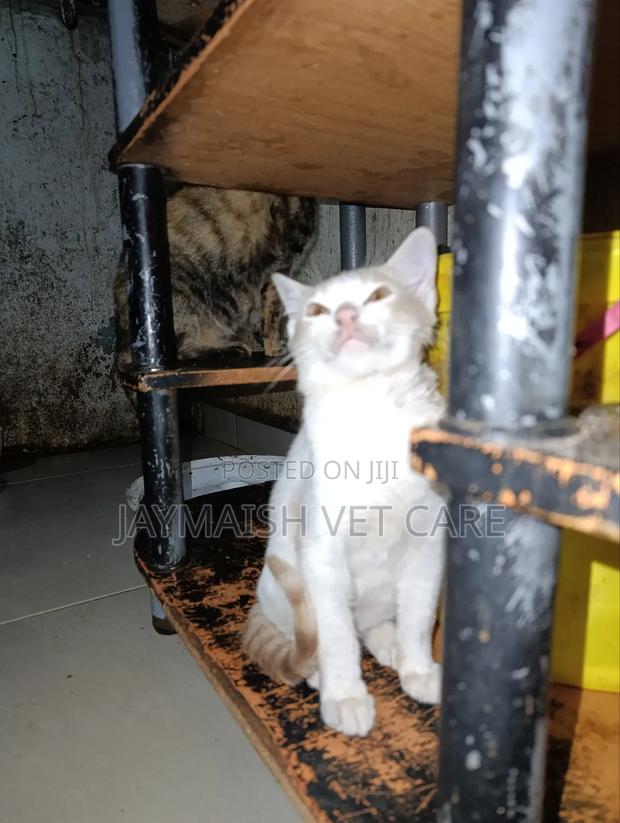 3-6 months Male Purebred Tabby - thumbnail 12