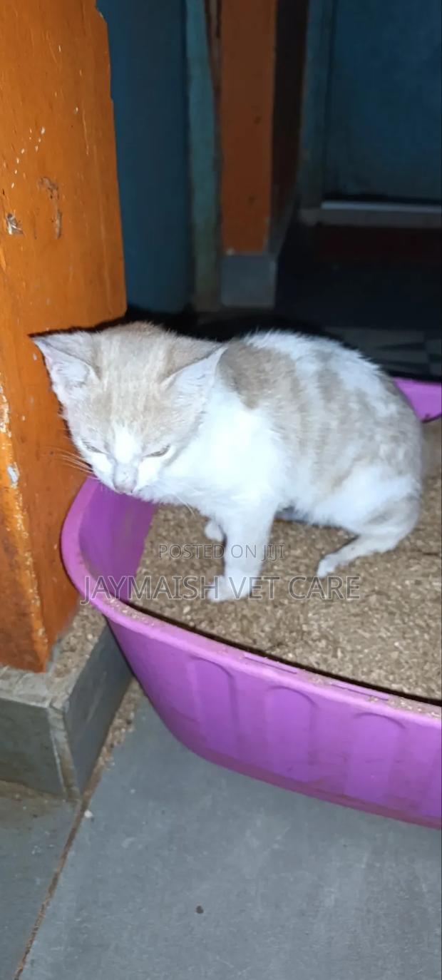 3-6 months Male Purebred Tabby - thumbnail 4