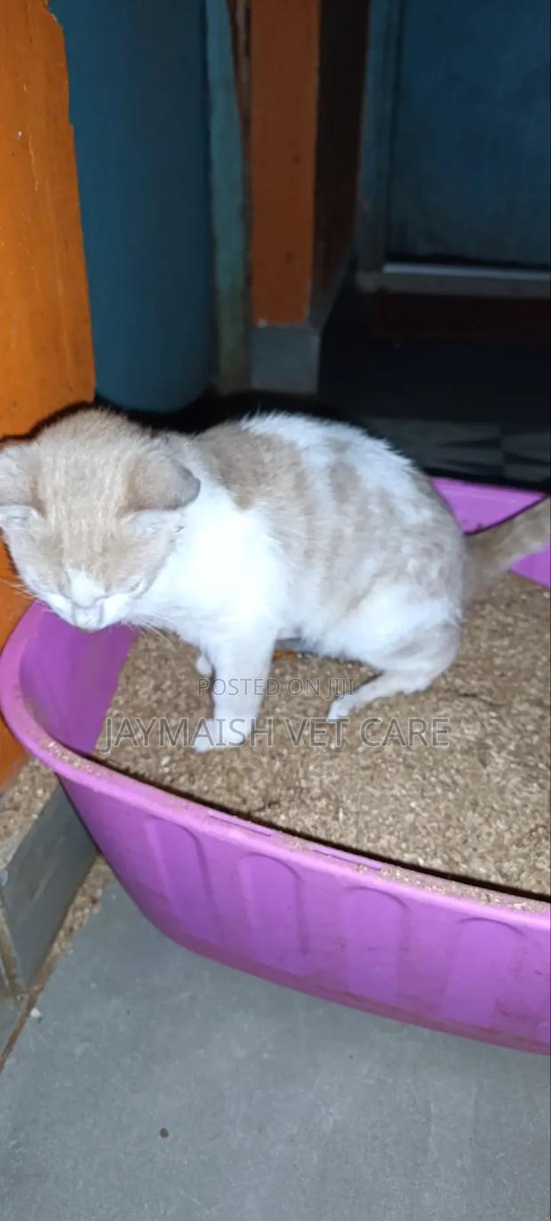 3-6 months Male Purebred Tabby - thumbnail 13