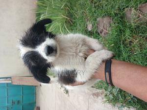 3-6 months Male Mixed Breed Maltese - thumbnail 2