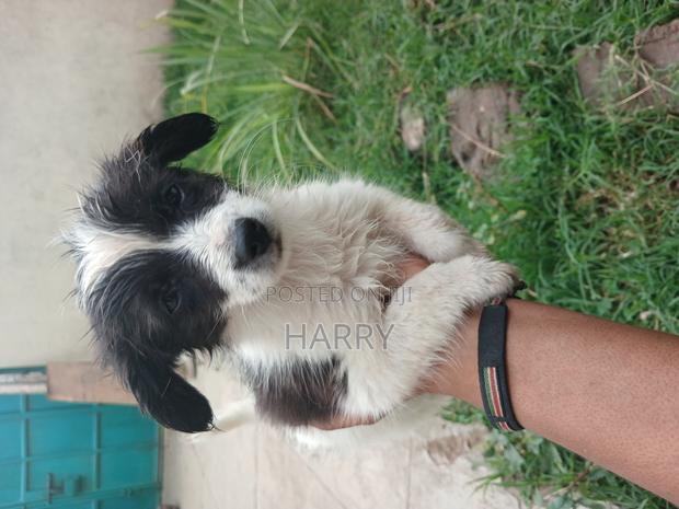 3-6 months Male Mixed Breed Maltese - thumbnail 3