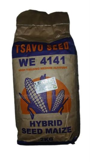 Tsavo Maize Seedlings We 4141