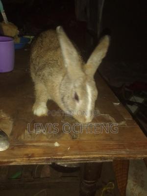 Rabbit for Sale - thumbnail 2