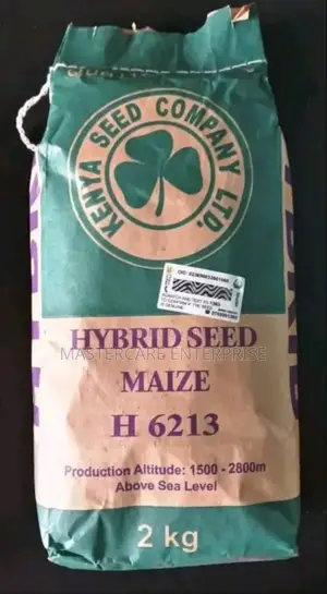 Hybrid Maize H 6213 Seeds