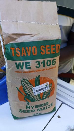 Tsavo Maize Seedlings We 3106