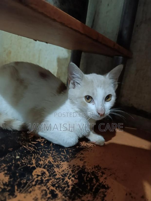 3-6 months Male Purebred Tabby - thumbnail 14