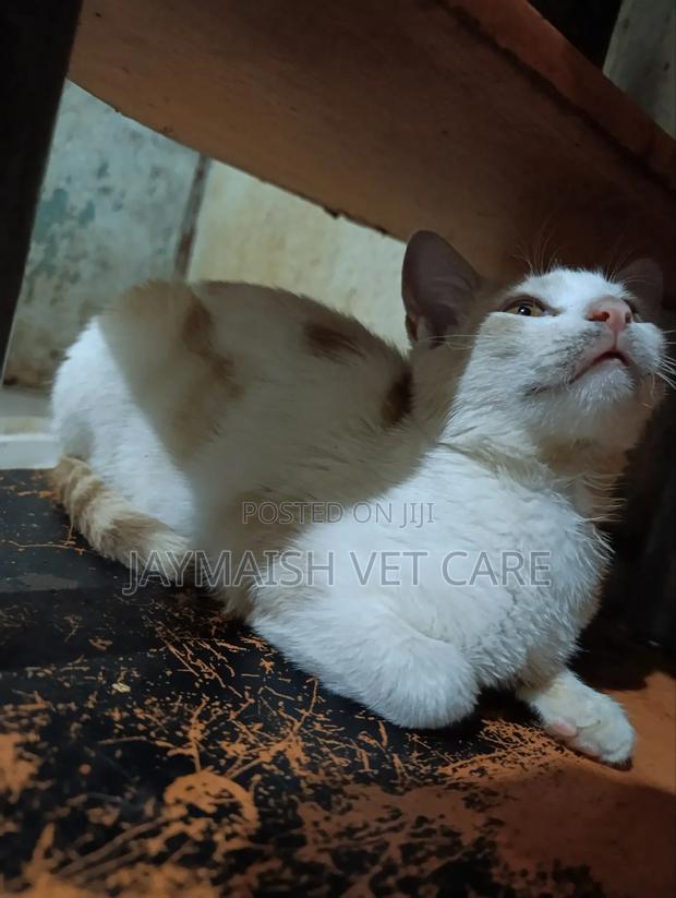 3-6 months Male Purebred Tabby - thumbnail 15