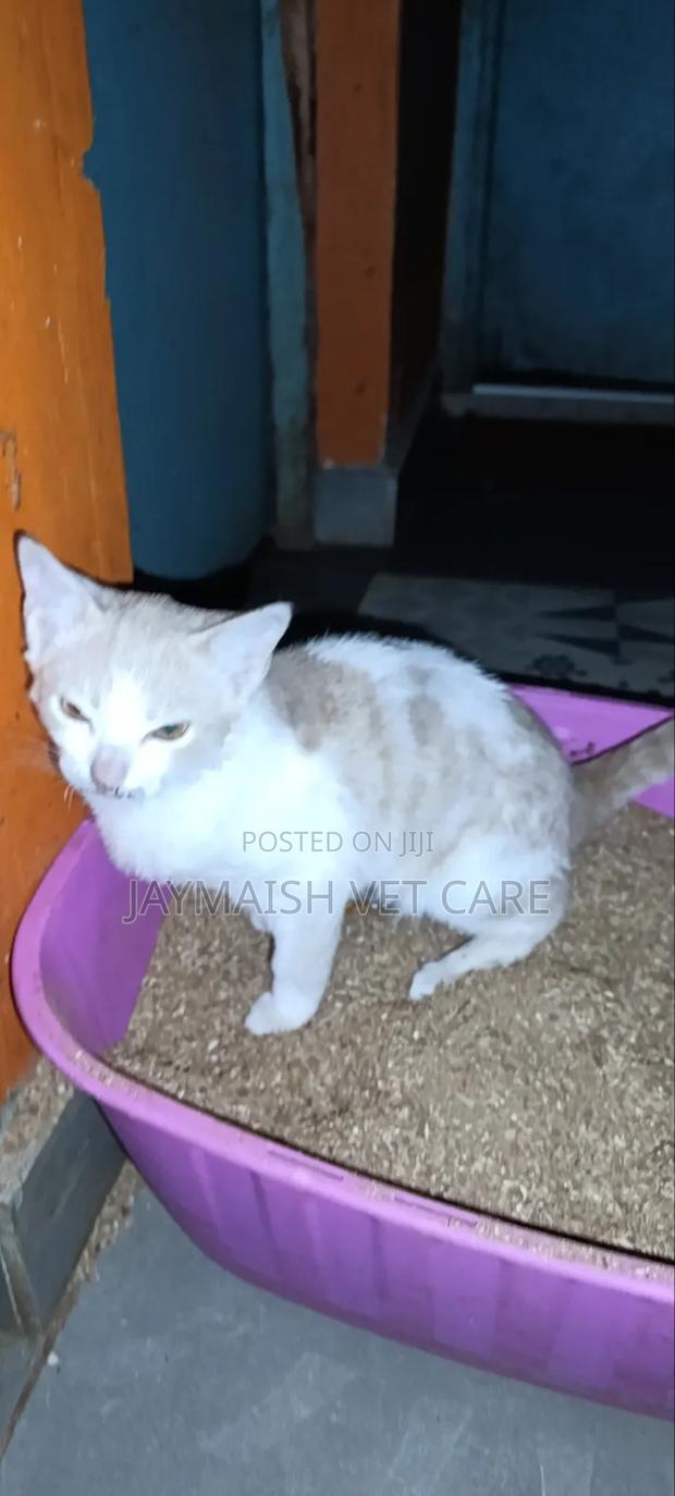 3-6 months Male Purebred Tabby - thumbnail 8