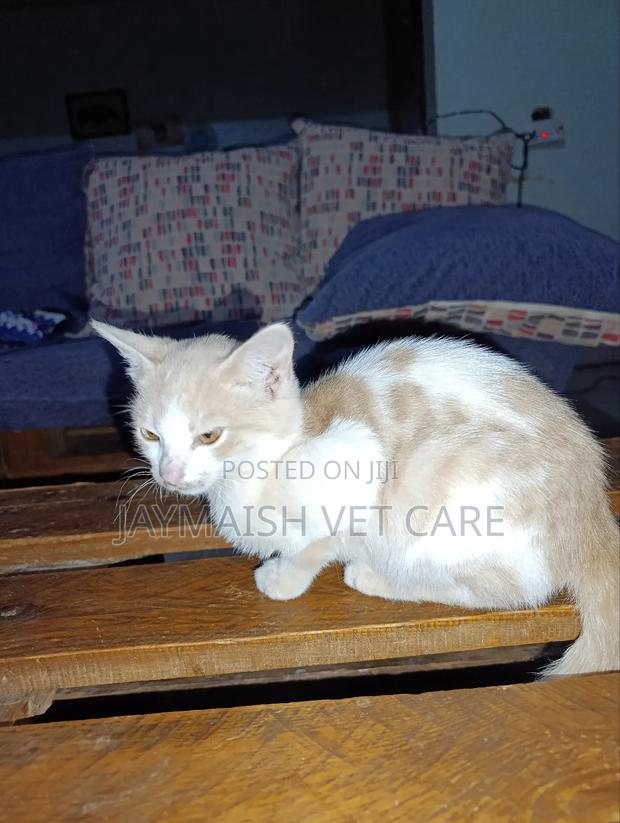 3-6 months Male Purebred Tabby - thumbnail 16