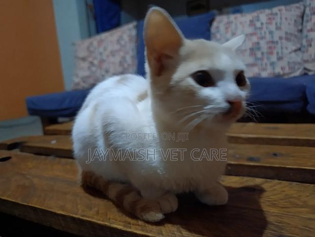 3-6 months Male Purebred Tabby - thumbnail 17