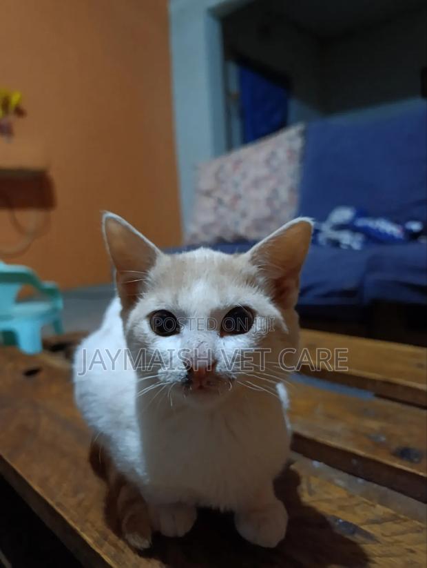 3-6 months Male Purebred Tabby - thumbnail 6