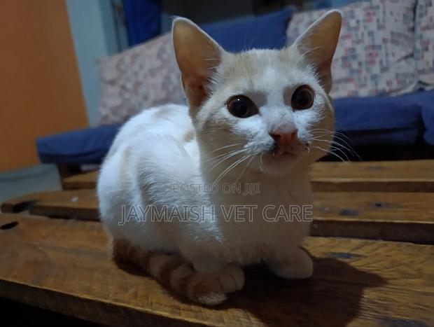 3-6 months Male Purebred Tabby - thumbnail 18