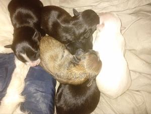 3-6 months Female Mixed Breed Maltese - thumbnail 2