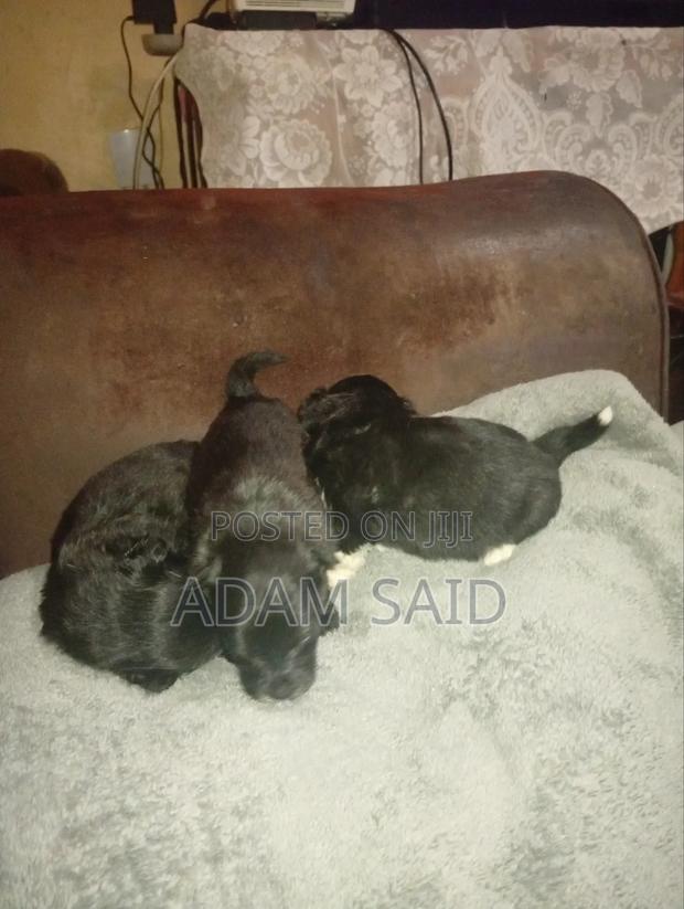 3-6 months Female Mixed Breed Maltese - thumbnail 3