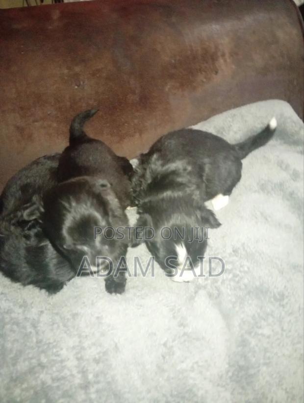 3-6 months Female Mixed Breed Maltese - thumbnail 4