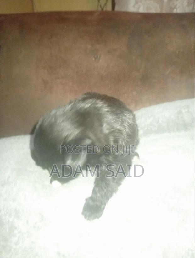 3-6 months Female Mixed Breed Maltese - thumbnail 5