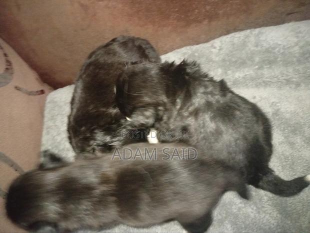 3-6 months Female Mixed Breed Maltese - thumbnail 6