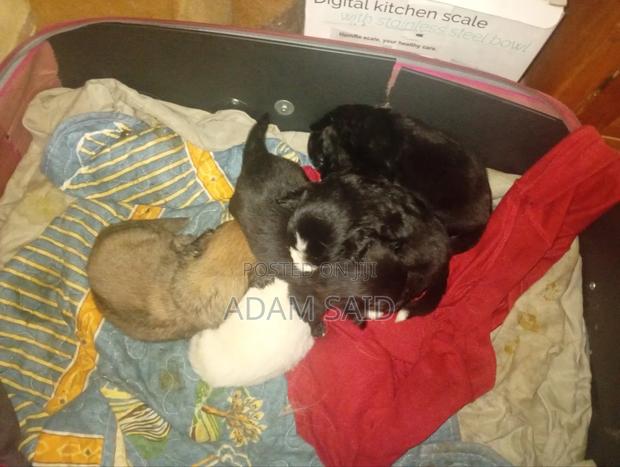 3-6 months Female Mixed Breed Maltese - thumbnail 7