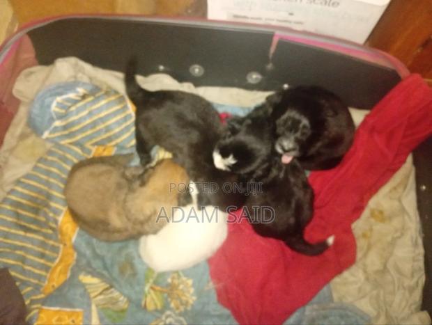 3-6 months Female Mixed Breed Maltese - thumbnail 8