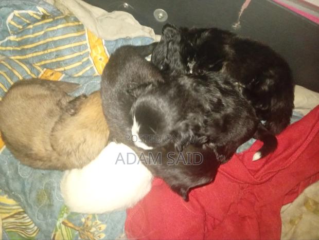 3-6 months Female Mixed Breed Maltese - thumbnail 10