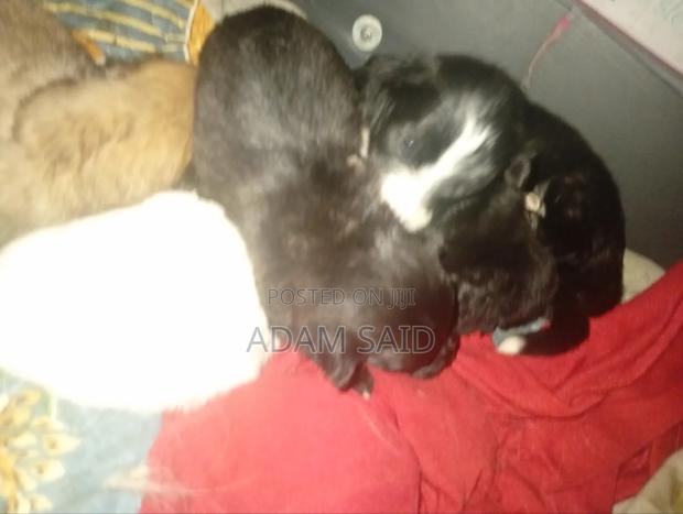 3-6 months Female Mixed Breed Maltese - thumbnail 12