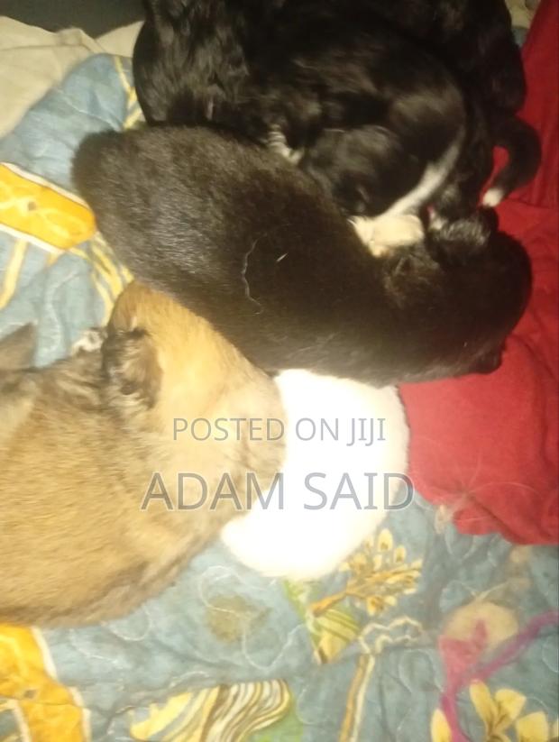 3-6 months Female Mixed Breed Maltese - thumbnail 13