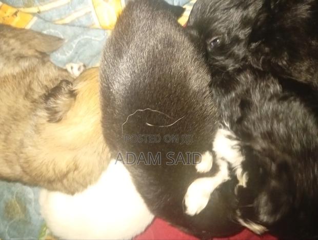 3-6 months Female Mixed Breed Maltese - thumbnail 14
