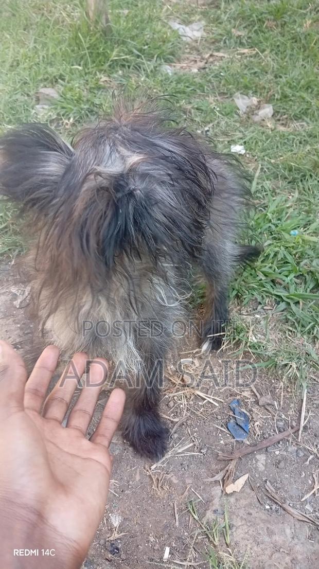 3-6 months Female Mixed Breed Maltese - thumbnail 16