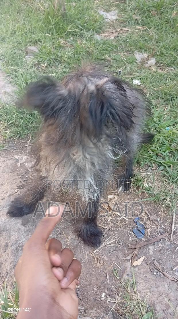 3-6 months Female Mixed Breed Maltese - thumbnail 19