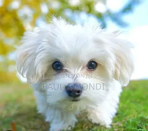 3-6 months Male Purebred Maltese