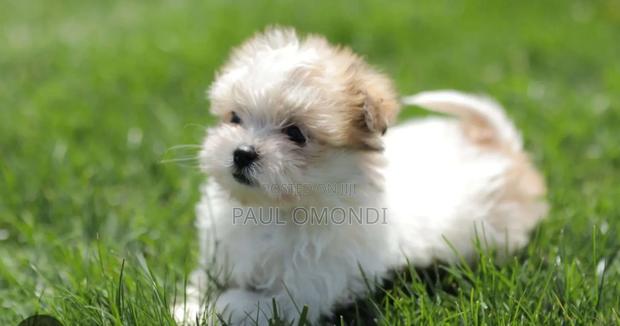 3-6 months Male Purebred Maltese - thumbnail 3