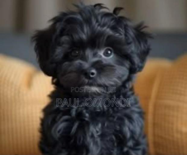 3-6 months Male Purebred Maltese - thumbnail 4