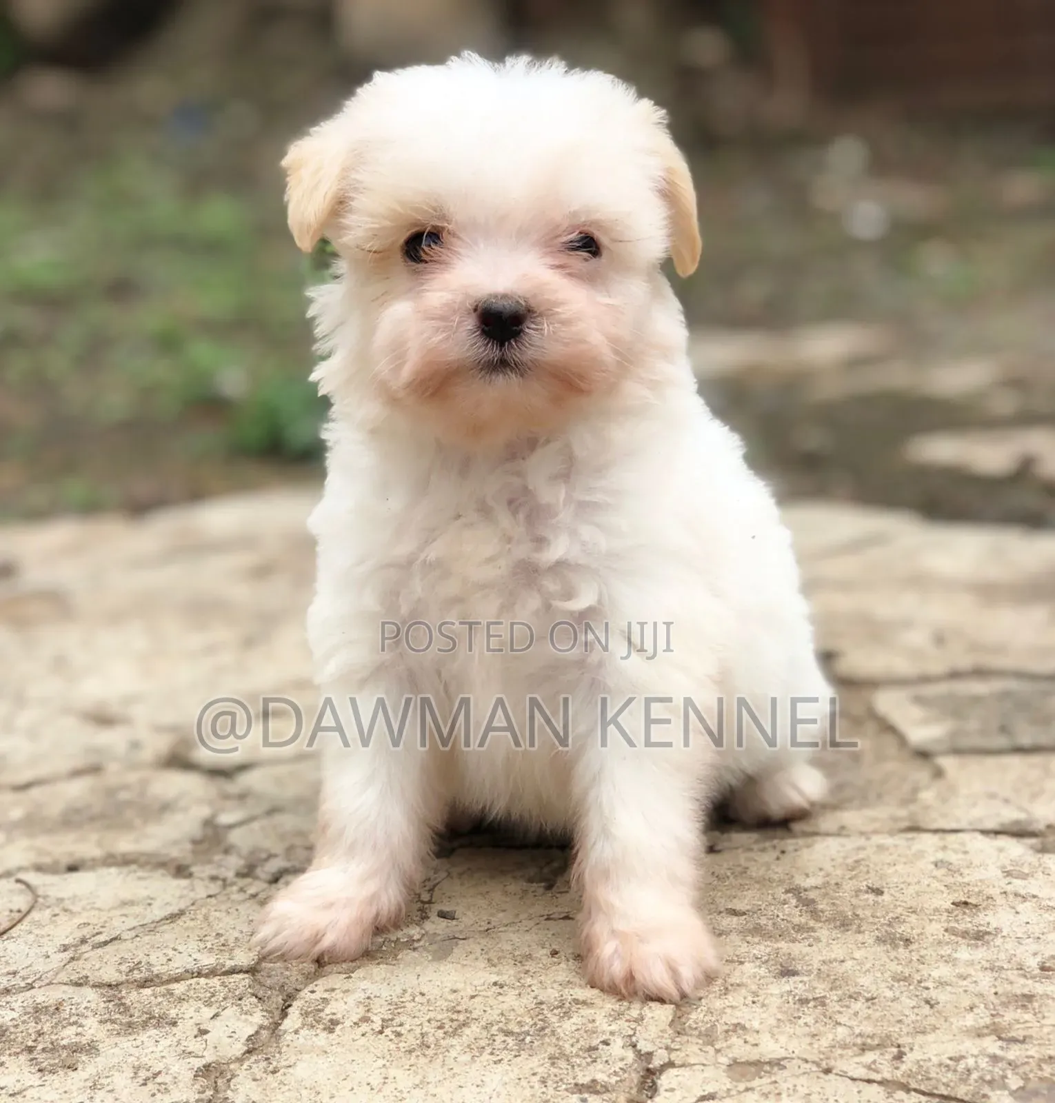 1-3 months Male Purebred Havanese