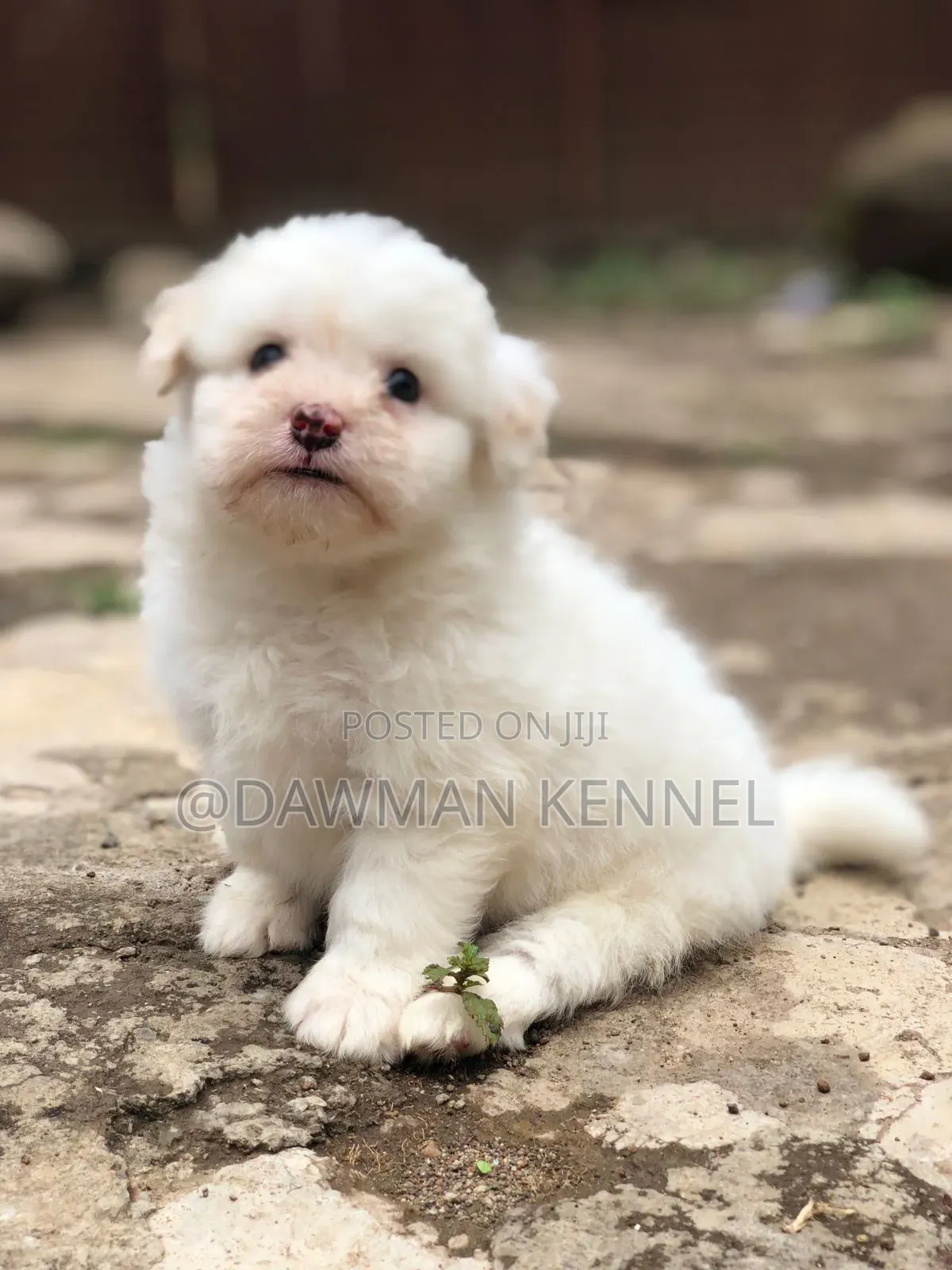 1-3 months Male Purebred Havanese