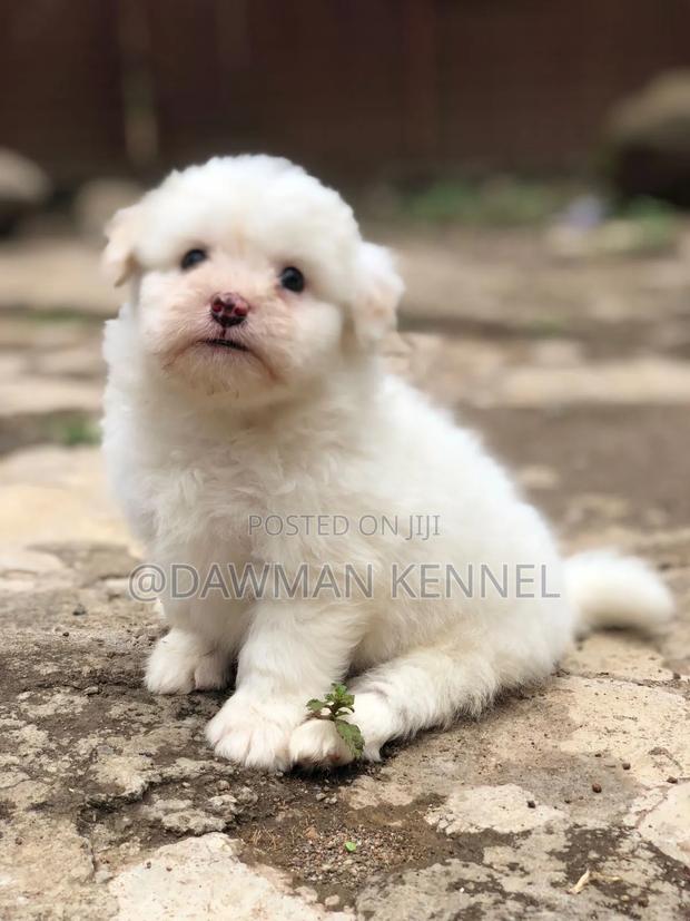 1-3 months Male Purebred Havanese - main view