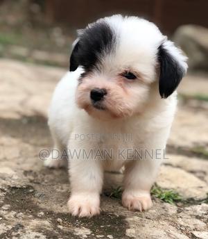 1-3 months Male Purebred Maltese - thumbnail 2