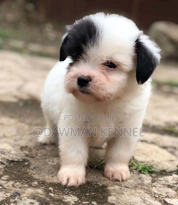 1-3 months Male Purebred Maltese - main view