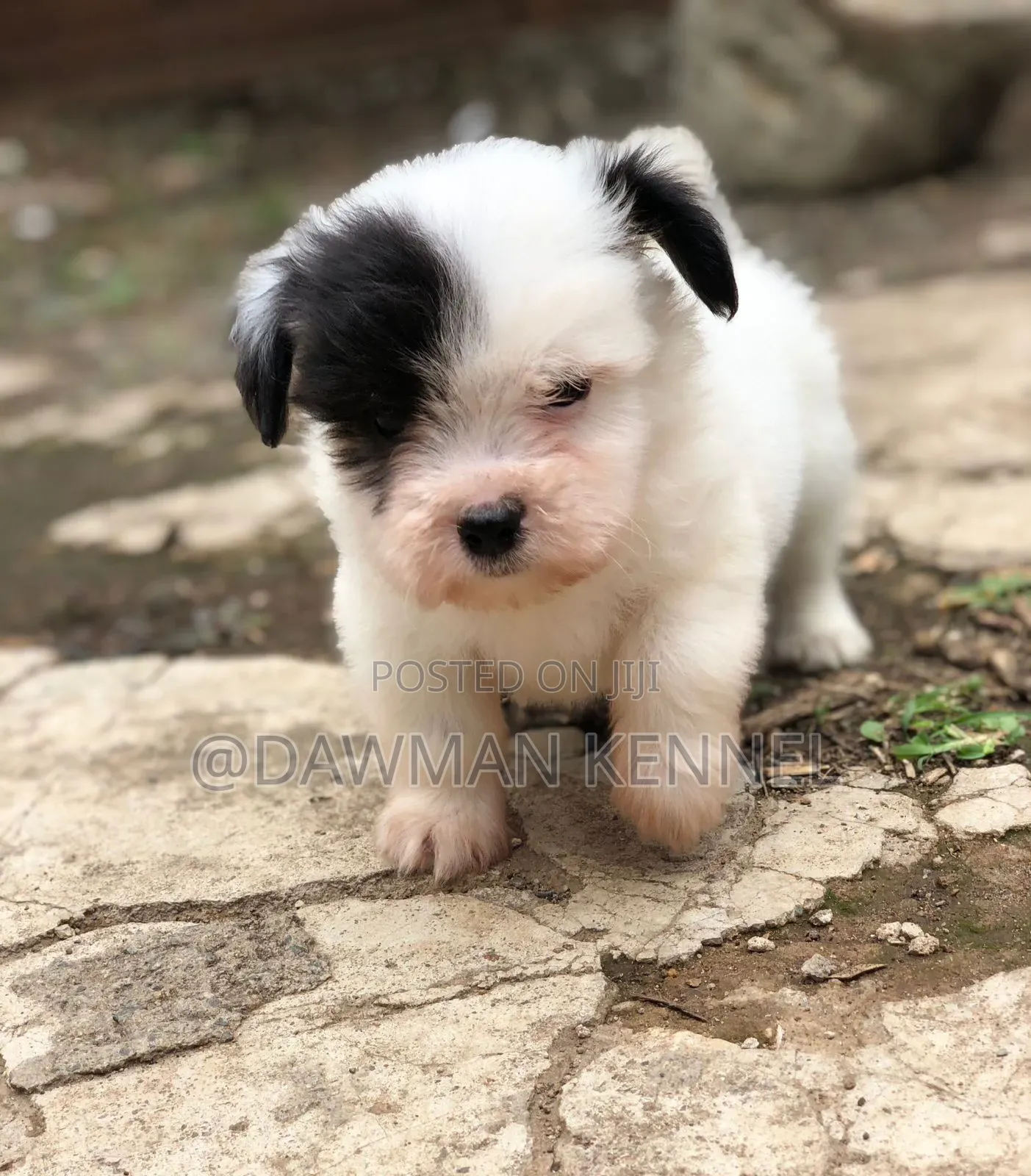 1-3 months Male Purebred Maltese
